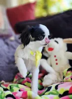 Spider Baby, a female Cavalier King Charles Spaniel and Japanese Chin for sale in Eagle Point, OR – 2 of 9