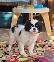 Ransom , a male Cavalier King Charles Spaniel and Japanese Chin for sale in Eagle Point, OR – 4 of 7