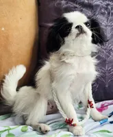 Betsy, a female Cavalier King Charles Spaniel and Japanese Chin for sale in Eagle Point, OR – Photo 1 of 10