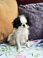 Betsy, a female Cavalier King Charles Spaniel and Japanese Chin for sale in Eagle Point, OR – Photo 7 of 10
