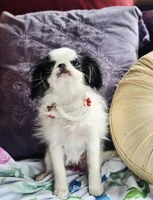 Betsy, a female Cavalier King Charles Spaniel and Japanese Chin for sale in Eagle Point, OR – Photo 2 of 10
