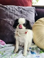 Betsy, a female Cavalier King Charles Spaniel and Japanese Chin for sale in Eagle Point, OR – Photo 6 of 10