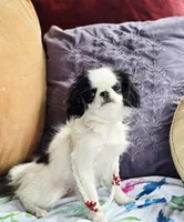 Betsy, a female Cavalier King Charles Spaniel and Japanese Chin for sale in Eagle Point, OR – Photo 9 of 10