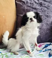 Betsy, a female Cavalier King Charles Spaniel and Japanese Chin for sale in Eagle Point, OR – Photo 4 of 10