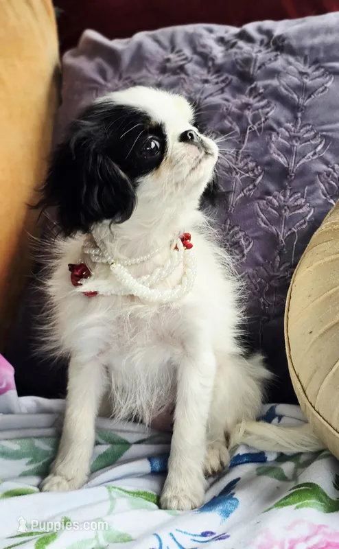 Betsy – Cavalier King Charles Spaniel, Japanese Chin puppy for sale in Eagle Point, OR