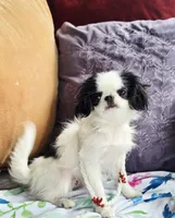 Betsy, a female Cavalier King Charles Spaniel and Japanese Chin for sale in Eagle Point, OR – Photo 3 of 10