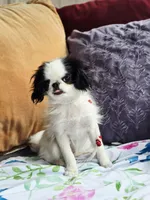 Betsy, a female Cavalier King Charles Spaniel and Japanese Chin for sale in Eagle Point, OR – Photo 10 of 10