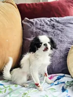 Betsy, a female Cavalier King Charles Spaniel and Japanese Chin for sale in Eagle Point, OR – Photo 8 of 10