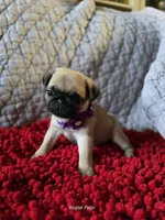 processed/2d359002-ceb9-4f34-8376-507c6f645323/listing/960d8b14-ae77-42a0-a666-517b92916f00/08f1d3af-1b43-472d-af46-a566940368e0