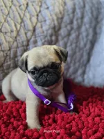 processed/2d359002-ceb9-4f34-8376-507c6f645323/listing/960d8b14-ae77-42a0-a666-517b92916f00/36a17834-2662-48fe-b373-d175da379c6f