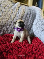 processed/2d359002-ceb9-4f34-8376-507c6f645323/listing/960d8b14-ae77-42a0-a666-517b92916f00/637e2a9d-7312-47d8-9484-748aedb02899