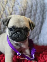 processed/2d359002-ceb9-4f34-8376-507c6f645323/listing/960d8b14-ae77-42a0-a666-517b92916f00/b135fb30-4b3a-4298-a8ca-02a31151e15a