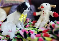 Spider Baby, a female Cavalier King Charles Spaniel and Japanese Chin for sale in Eagle Point, OR – 7 of 9
