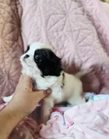 Priscilla , a female Cavalier King Charles Spaniel and Japanese Chin for sale in Eagle Point, OR – Photo 2 of 3