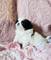 Priscilla , a female Cavalier King Charles Spaniel and Japanese Chin for sale in Eagle Point, OR – Photo 3 of 3