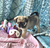 Marty, a male Japanese Chin and Pug for sale in Eagle Point, OR – 3 of 6