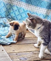 Mason, a male Japanese Chin and Pug for sale in Eagle Point, OR – 2 of 3