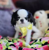 Spider Baby, a female Cavalier King Charles Spaniel and Japanese Chin for sale in Eagle Point, OR – 6 of 9