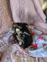 Tiffany , a female Cavalier King Charles Spaniel and Japanese Chin for sale in Eagle Point, OR – Photo 3 of 10