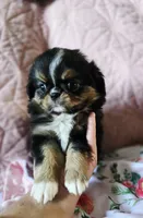 Tiffany , a female Cavalier King Charles Spaniel and Japanese Chin for sale in Eagle Point, OR – Photo 9 of 10