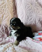 Tiffany , a female Cavalier King Charles Spaniel and Japanese Chin for sale in Eagle Point, OR – Photo 6 of 10