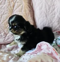 Tiffany , a female Cavalier King Charles Spaniel and Japanese Chin for sale in Eagle Point, OR – Photo 1 of 10