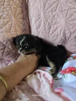 Tiffany , a female Cavalier King Charles Spaniel and Japanese Chin for sale in Eagle Point, OR – Photo 10 of 10