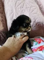 Tiffany , a female Cavalier King Charles Spaniel and Japanese Chin for sale in Eagle Point, OR – Photo 5 of 10