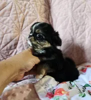 Tiffany , a female Cavalier King Charles Spaniel and Japanese Chin for sale in Eagle Point, OR – Photo 4 of 10