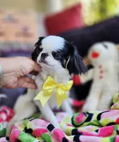 Spider Baby, a female Cavalier King Charles Spaniel and Japanese Chin for sale in Eagle Point, OR – 1 of 9