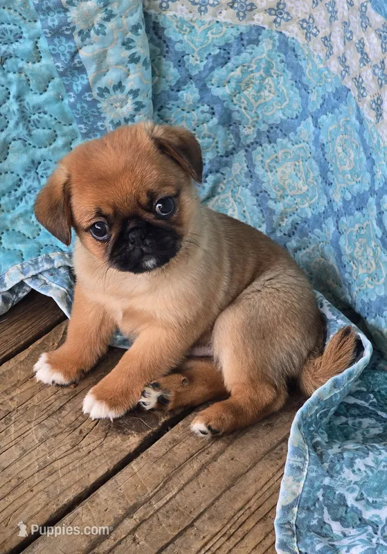 Mason – Japanese Chin, Pug puppy for sale in Eagle Point, OR