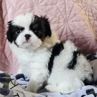 Louie, a male Cavalier King Charles Spaniel and Japanese Chin for sale in Eagle Point, OR – Photo 3 of 5
