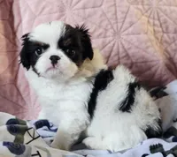 Louie, a male Cavalier King Charles Spaniel and Japanese Chin for sale in Eagle Point, OR – Photo 3 of 5