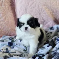 Louie, a male Cavalier King Charles Spaniel and Japanese Chin for sale in Eagle Point, OR – Photo 4 of 5