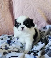 Louie, a male Cavalier King Charles Spaniel and Japanese Chin for sale in Eagle Point, OR – Photo 4 of 5