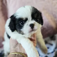 Louie, a male Cavalier King Charles Spaniel and Japanese Chin for sale in Eagle Point, OR – Photo 2 of 5