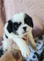 Louie, a male Cavalier King Charles Spaniel and Japanese Chin for sale in Eagle Point, OR – Photo 2 of 5