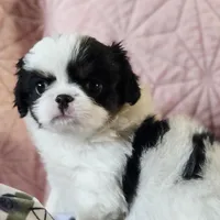 Louie, a male Cavalier King Charles Spaniel and Japanese Chin for sale in Eagle Point, OR – Photo 1 of 5