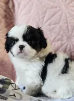 Louie, a male Cavalier King Charles Spaniel and Japanese Chin for sale in Eagle Point, OR – Photo 1 of 5
