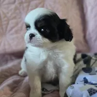 Louie, a male Cavalier King Charles Spaniel and Japanese Chin for sale in Eagle Point, OR – Photo 5 of 5