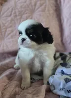 Louie, a male Cavalier King Charles Spaniel and Japanese Chin for sale in Eagle Point, OR – Photo 5 of 5