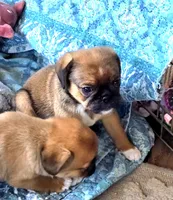 Matthew, a male Cavalier King Charles Spaniel and Pug for sale in Eagle Point, OR – 3 of 3