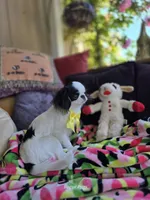 Spider Baby, a female Cavalier King Charles Spaniel and Japanese Chin for sale in Eagle Point, OR – 9 of 9