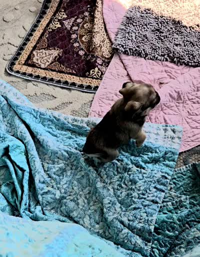 Marty, a male Japanese Chin and Pug for sale in Eagle Point, OR – 6 of 6