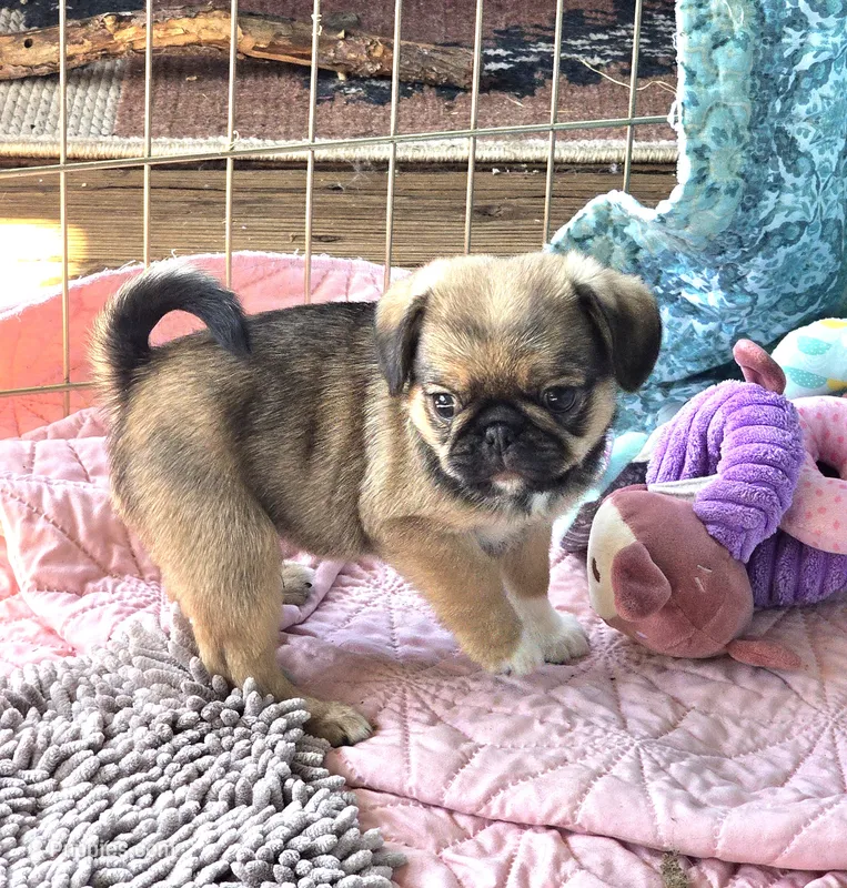 Marty – Japanese Chin, Pug puppy for sale in Eagle Point, OR