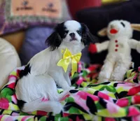 Spider Baby, a female Cavalier King Charles Spaniel and Japanese Chin for sale in Eagle Point, OR – 3 of 9