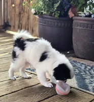 Ransom , a male Cavalier King Charles Spaniel and Japanese Chin for sale in Eagle Point, OR – 6 of 7