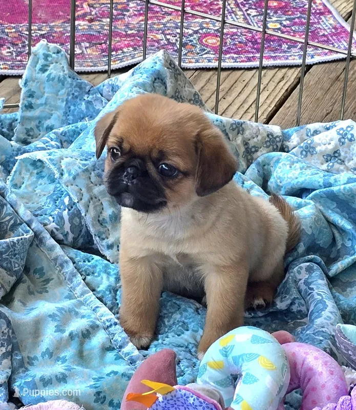 Mason – Japanese Chin, Pug puppy for sale in Eagle Point, OR