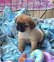 Mason, a male Japanese Chin and Pug for sale in Eagle Point, OR – 1 of 3