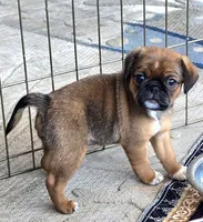 Matthew, a male Cavalier King Charles Spaniel and Pug for sale in Eagle Point, OR – 2 of 3